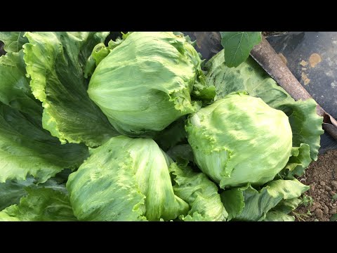 วิธีเพาะปลูกผักกาดแก้ว แบบปลอดภัยจากสารเคมี | Iceberg Lettuce | How to grow Iceberg Lettuce#Apr2019