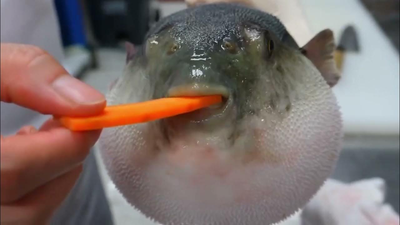 Pufferfish choking on carrot (Edited) YouTube