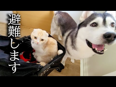 突然地震が来たので急いで猫と犬を連れて避難しました。