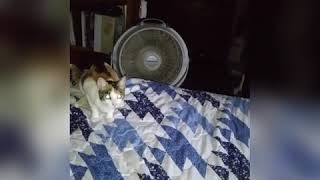 Tams Crazy Kittys Videos 008 Lil Orphan Annie Kitty Plays Fetch