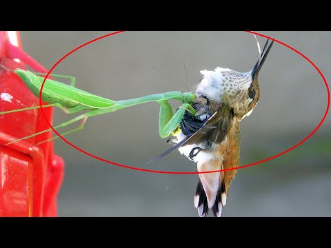 Vunja Chungu Panzi Anayekamata Ndege MANTIS VS BIRDS CAT AND OTHER PREYS MOST INCREDIBLE SCENE