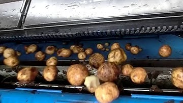Whole washed potato sorting machine - Sentinel II - TOMRA Sorting Food
