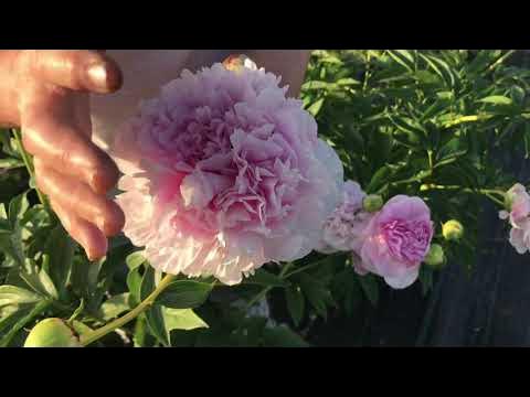 Myra Mc Rae peony. Майра Мак Рей пион. Пулков сад - YouTube