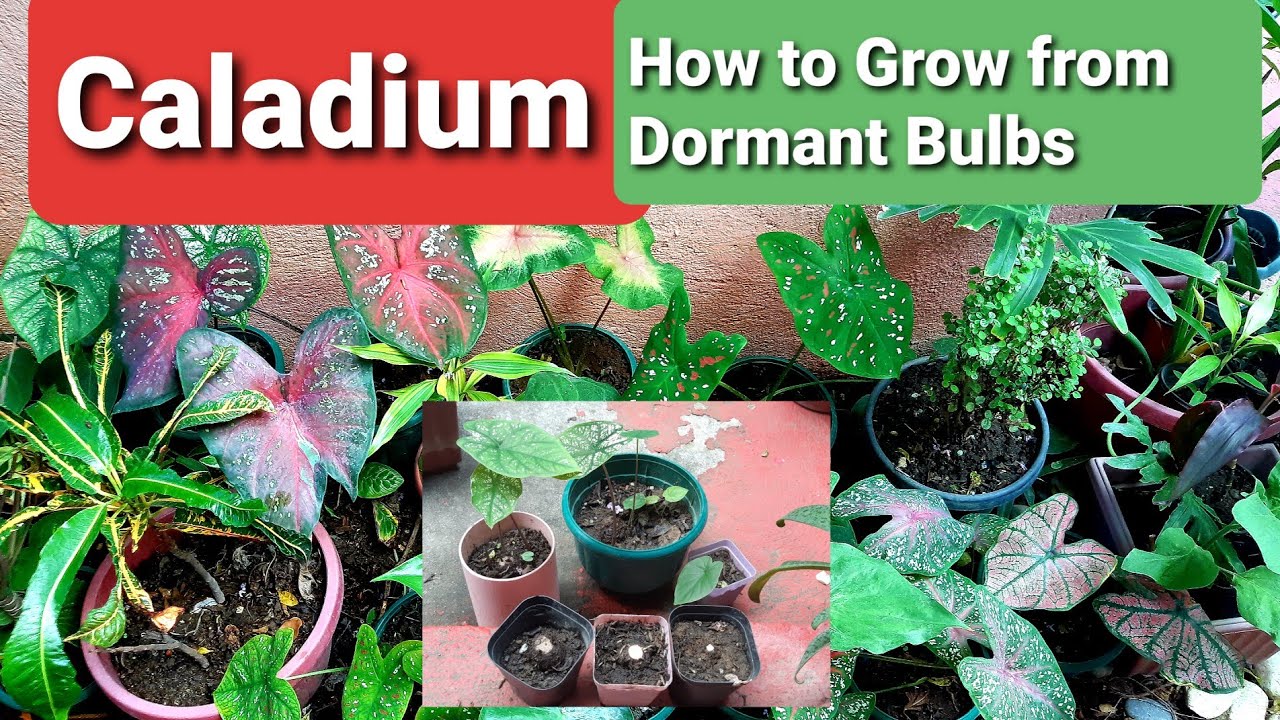 Caladium Grow & Revive Dormant Bulbs YouTube