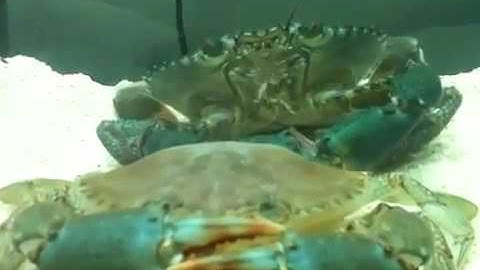 Quá trình lột xác cua biển cà mau 0913104589 Xong