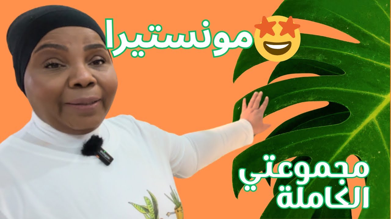 نبات المونستيرا يسرق الاضواء🤩 شوفو مجموعتي