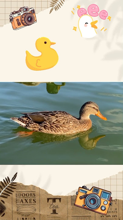 Suara Bebek Wek Duck Sound #suarabebekwek #ducksound #shorts #suarahewan