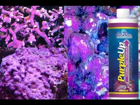 purple algae in freshwater tank