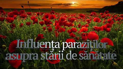 Totul Despre Tot Oficial Youtube