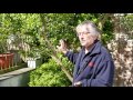 How to Prune a Stone Fruit Tree | Kitchen Garden Magazine |