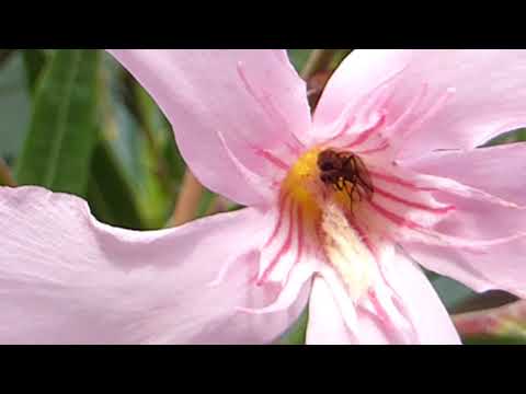 Video: Oleander - Nuttige Eigenschappen En Toepassingen Van Oleander, Oleanderbloemen. Oleander Gewoon, Wit, Binnen, Roze, Geel