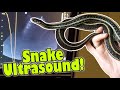 My Snake gets an Ultrasound to see if she's Gravid!