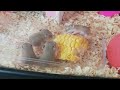 Hamster Babies Growing Up day 1 to day 28 (Hamster Roborovski) 🐹🐹