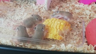 Hamster Babies Growing Up day 1 to day 28 (Hamster Roborovski)