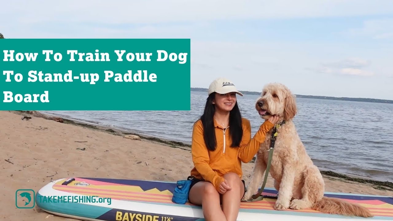 How To Train Your Dog To Standup Paddle Board YouTube
