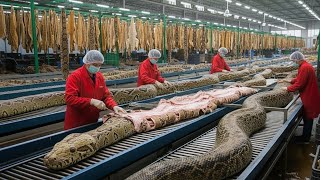 Inside the Snake Leather Factory From Snake Skin to Luxury Jacket Full Process