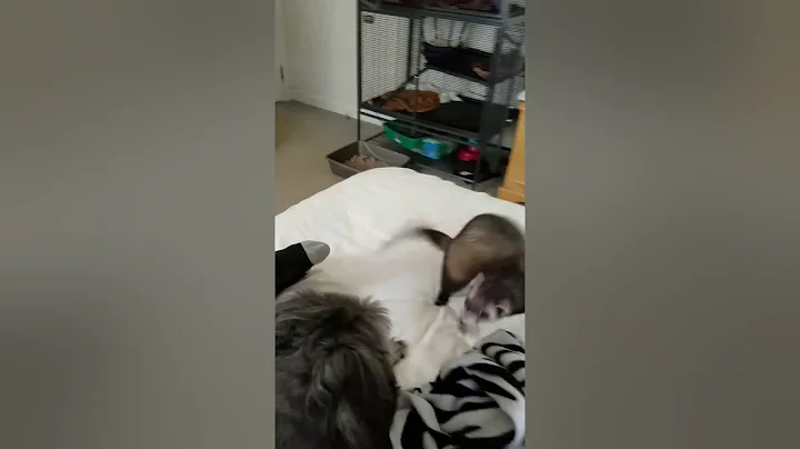 Baby Ferret plays in bed