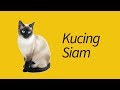 10 Fakta Kucing Siamese—BAWEL banget!