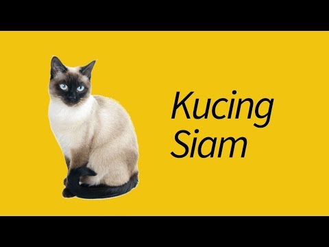 Video: Cara Menamakan Kucing Siam