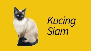 10 Fakta Kucing Siamese—BAWEL banget! by MeowCitizen 67,090 views 4 years ago 6 minutes, 8 seconds