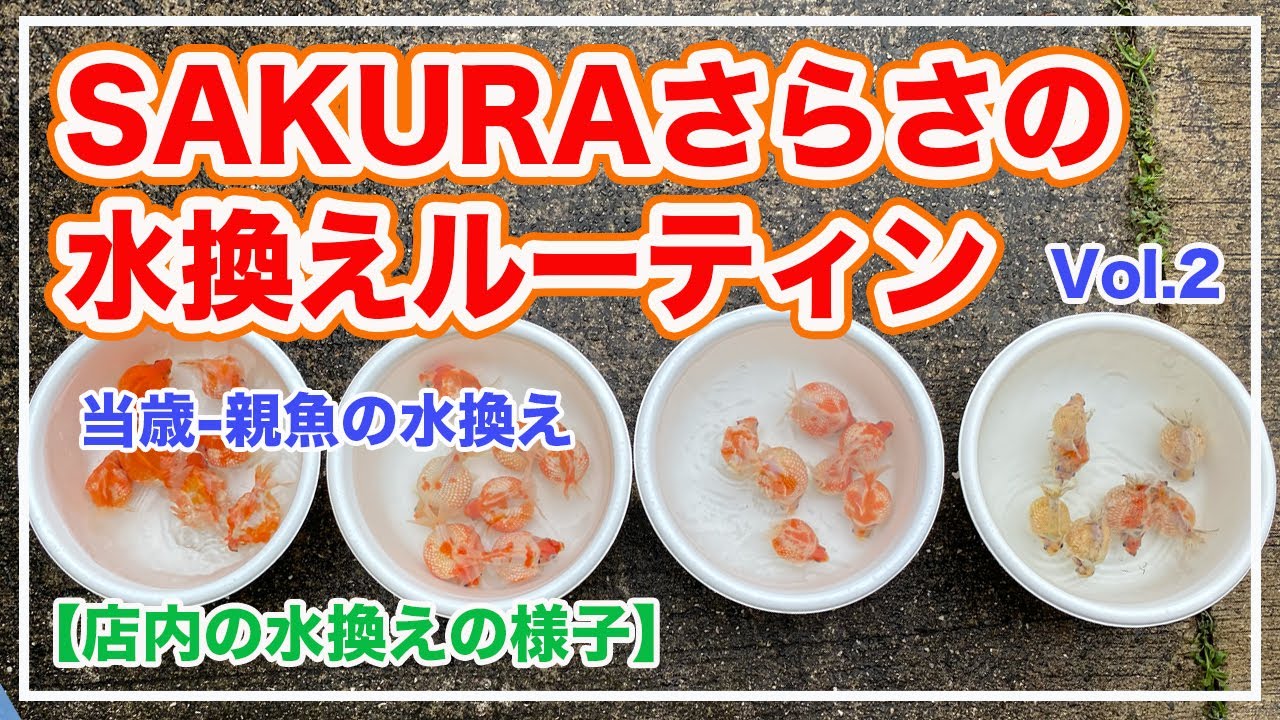 Sakuraさらさの水換えルーティン Vol 2 店内の水換え 当歳 親魚 Youtube Sakuraさらさの水換えルーティン Vol 2 店内の水換え 当歳 親魚 Youtube