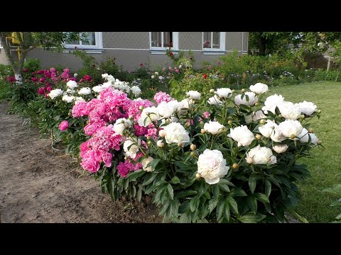 Video: Enkle blomsterarrangementer til udsmykning af dit hjem