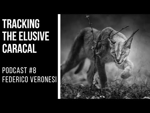 PODCAST #8: Federico Veronesi - Tracking the Elusive Caracal