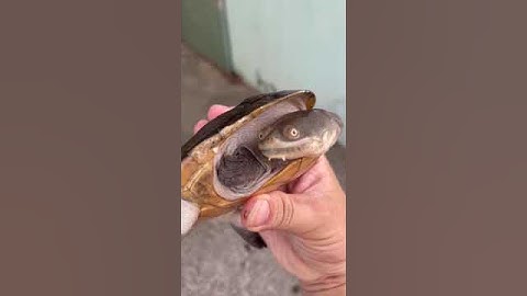 Rùa Cổ Rắn Size Trưởng Thành #turtle