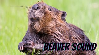 What Sound Does A Beaver Make Beaver Sounds