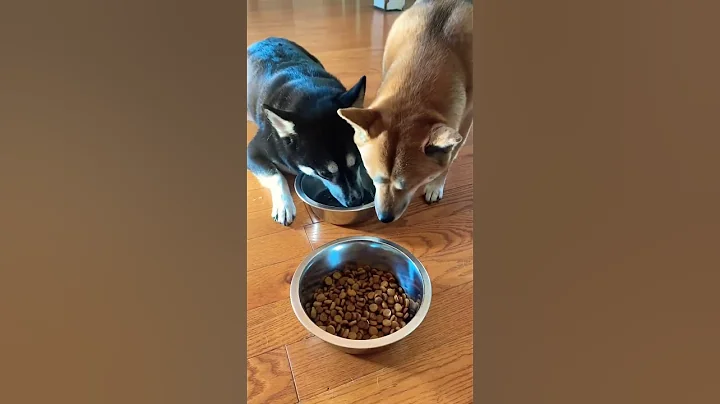 Weird things my Shiba Inus do. #1 eating style