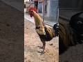 اطول صيحة ديك Sound Chicken Animal Morning Goat Funny Farming