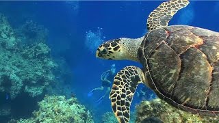 Sea Turtles Fun Facts Amazing Video