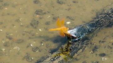 Flame skimmer dragonfly on submerged branch in lake - Libellula saturata