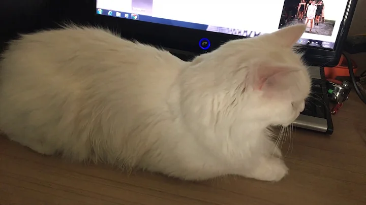 Video 2014011: turkish angora playing