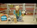 Ein Tag im Tierhotel | Information für Kinder | Anna und die Haustiere | Spezial