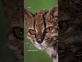 El planeta tiene una nueva especie de gato silvestre y es boliviano