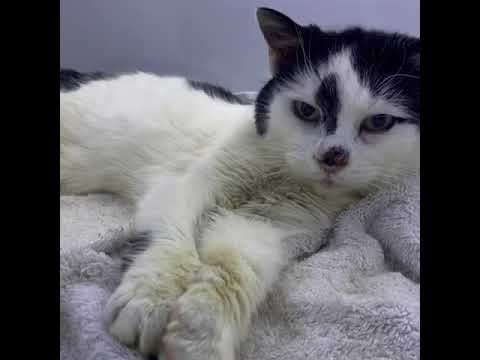 Missy the cat missing for almost 11 years!! Little Haven Rescue uncut