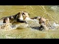 King monkey Brotus fighing with Big male monkey Chap in water