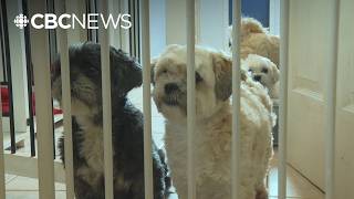 Do pet breeders need more oversight? This group is pushing for tougher rules