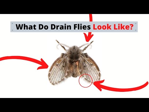 Drain Flies Dilemma Plumber Or, How To Get Rid Of Sewer Flies In Bathtub