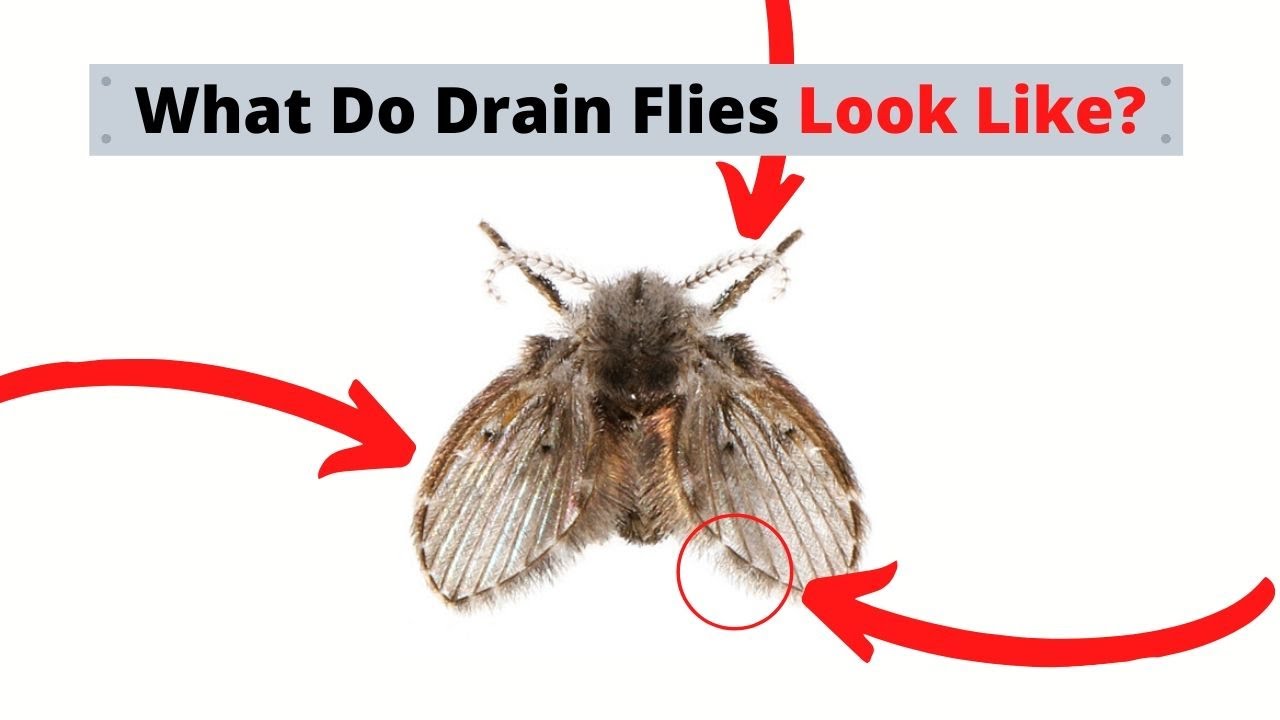 How to Get Rid of Drain Flies Naturally