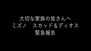 ミズノ　スカッド＆ディオス　緊急報告