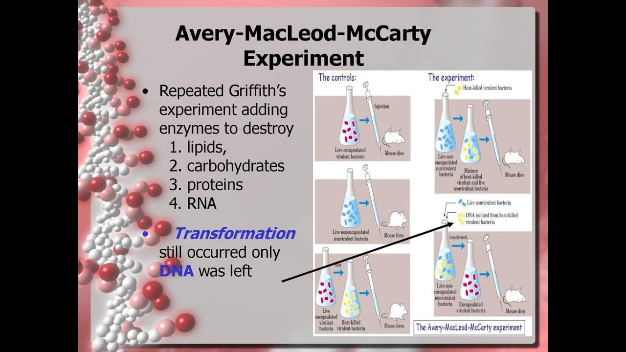 Avery, Macleod and McCarty's experiment/Mol Biology by JJS Sir (for