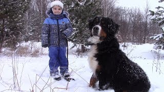 Тимур и Ко. Зимняя прогулка всей семьей. Играем в прятки с Бернским Зенненхундом. Тимур и Ко. Зимняя прогулка всей семьей. Играем в прятки с Бернским Зенненхундом.