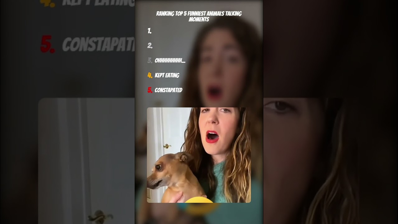 ranking top 5 funniest talking animals moments 