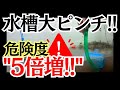 【それはヤバい】水槽でこれだけは" 絶対やってはいけない3選"