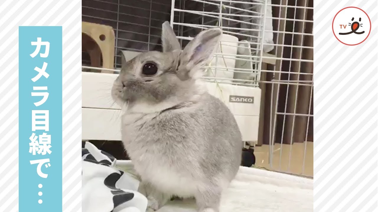 カメラに気づくと、「ふわぁ〜」っと大きなあくびを披露♡ サービス