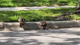 Mallard Ducks In Sync, Bob Heads, Negotiate Curb & Road & Quickly Walk in Grass to Sip Water in Pond