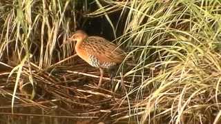 King Rail and Chick 20140730 065533