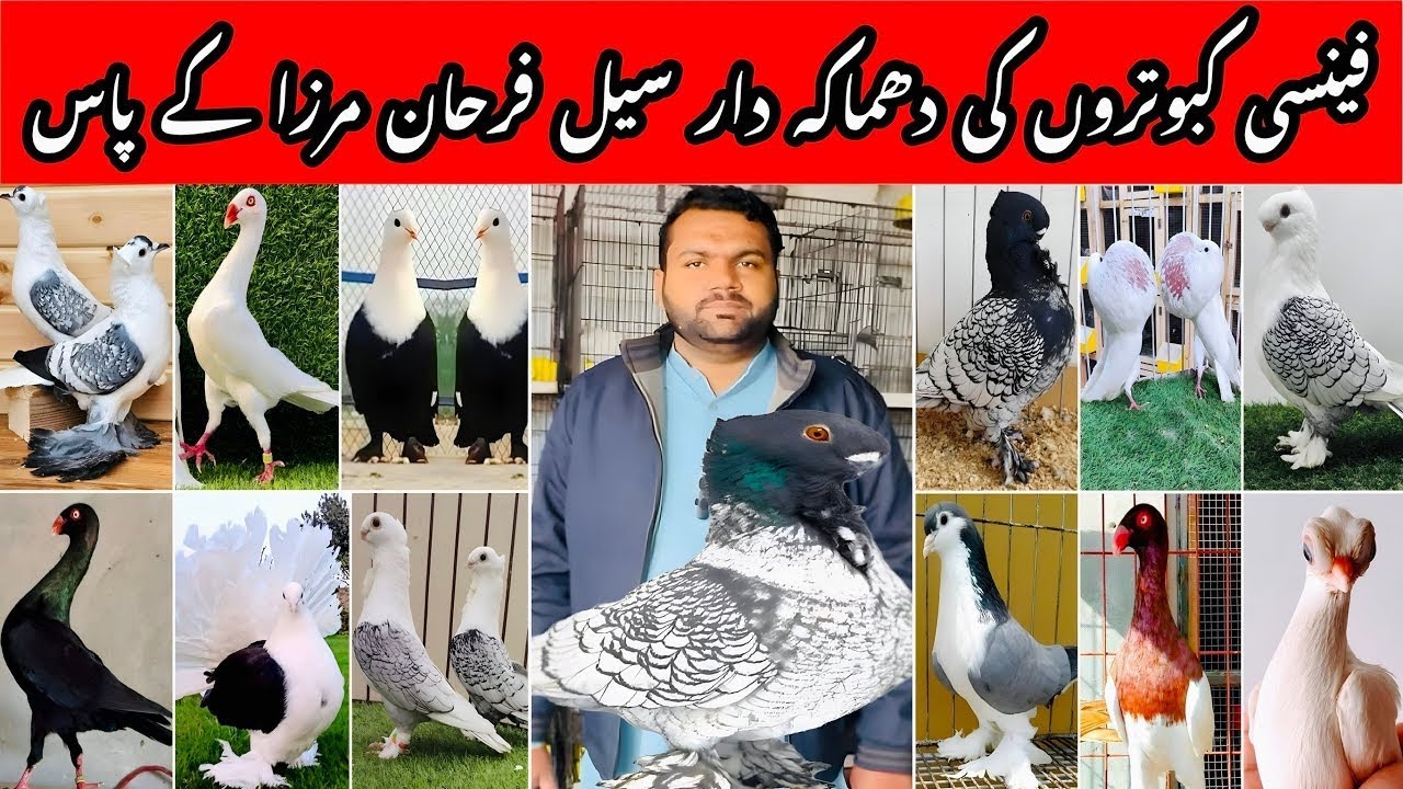 Farhan mirza na kamal kr dia offers hie offers free m ly jao g 